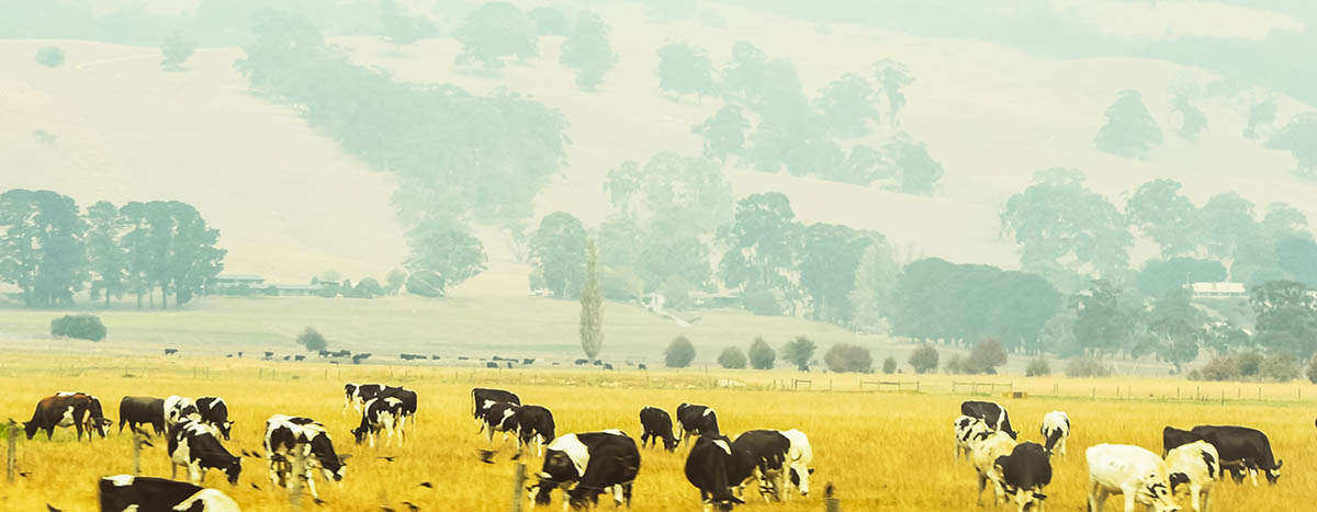 photo of cows in hazy paddock due to bush fire